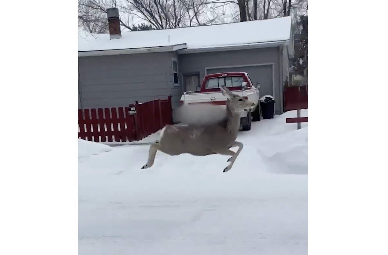 TRENDING NOW: Deer or rabbit? You decide | iNFOnews.ca
